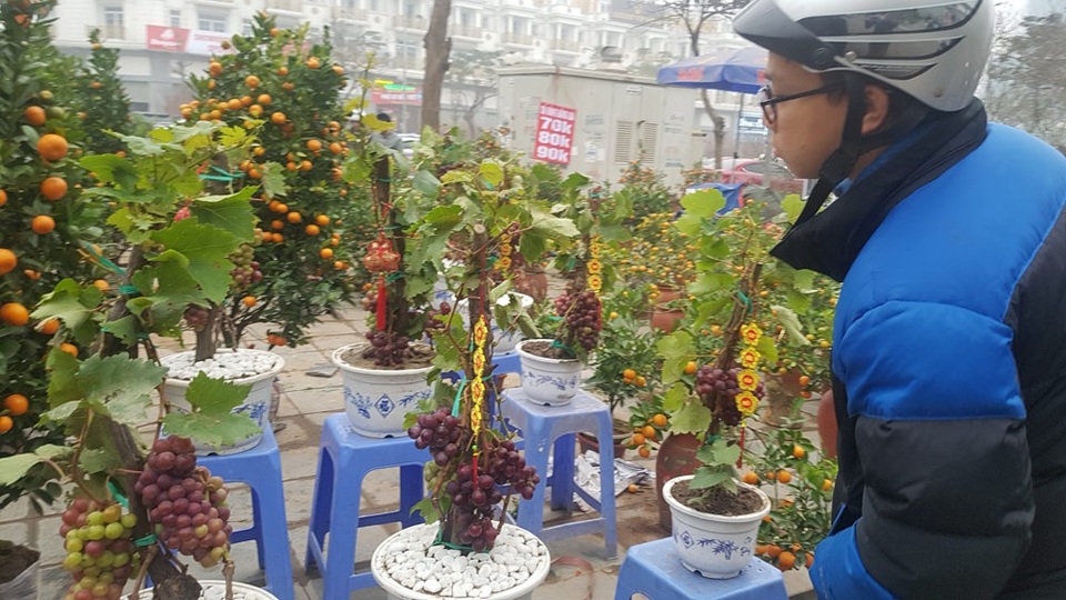 Cây Tết siêu độc, chị chủ vừa bán vừa tiếc - 1 Lần đầu tiên xuất hiện ở Hà Nội, nho Ninh Thuận được bán như một loại cây chơi Tết