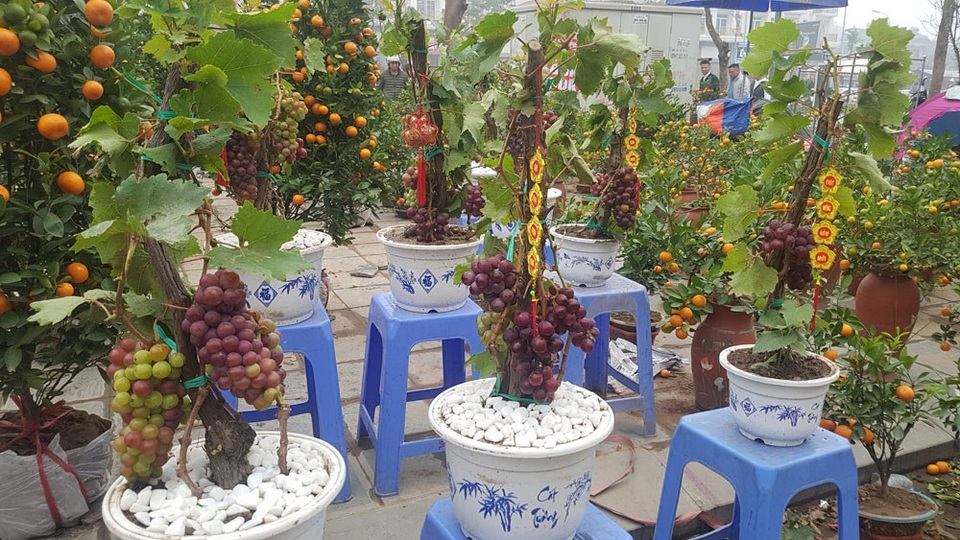 Cây Tết siêu độc, chị chủ vừa bán vừa tiếc - 2 Mỗi gốc nho cao chừng 40cm, còn nguyên thân lá xanh tươi