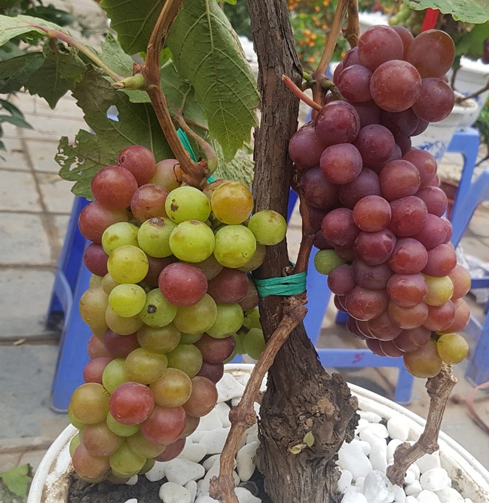 Cây Tết siêu độc, chị chủ vừa bán vừa tiếc - 3 Chùm quả lúc lỉu