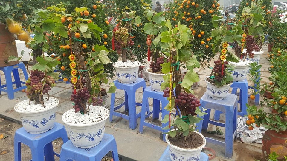 Cây Tết siêu độc, chị chủ vừa bán vừa tiếc - 5 Cây Tết siêu độc, chị chủ vừa bán vừa tiếc - 5
