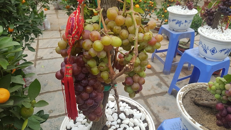Cây Tết siêu độc, chị chủ vừa bán vừa tiếc - 6 Chủ hàng cho biết, do đây là lần đầu biến nho thành cây Tết, nên năm nay mới mang ra Hà Nội số lượng nhỏ