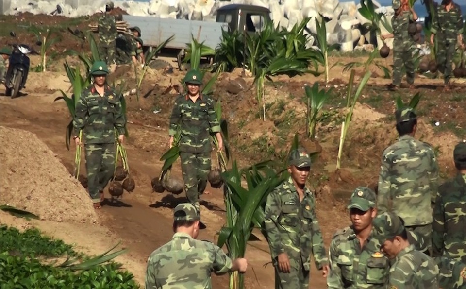 Mang lại màu xanh mùa xuân đến huyện đảo Lý Sơn - 1 Những chiến sĩ biên phòng trên đảo Lý Sơn ra quân trồng 500 cây dừa trên huyện đảo