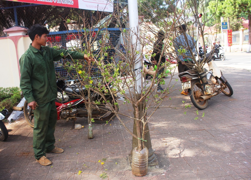 Nhiều nhánh mai rừng được bày bán đường Trần Hưng Đạo