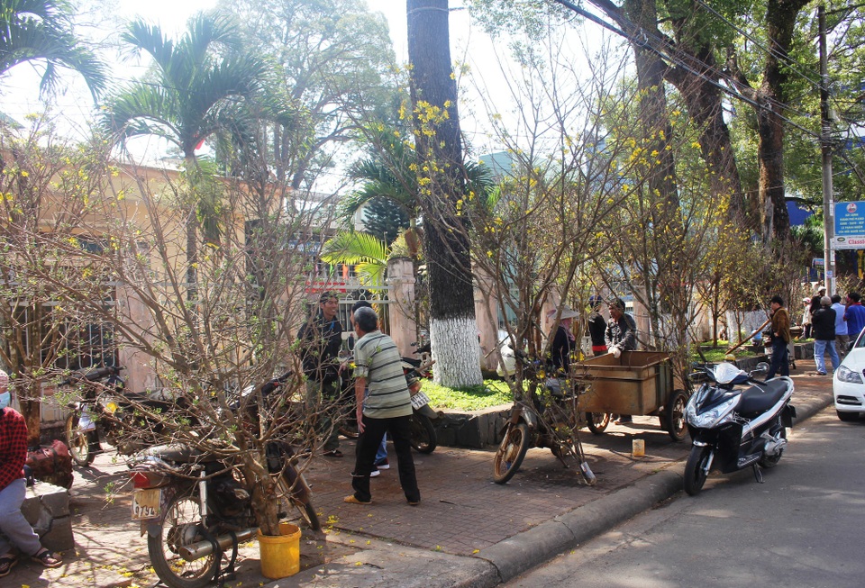 Hàng trăm gốc mai rừng được bày bán trên đường và số lượng người mua ngày một đông lên