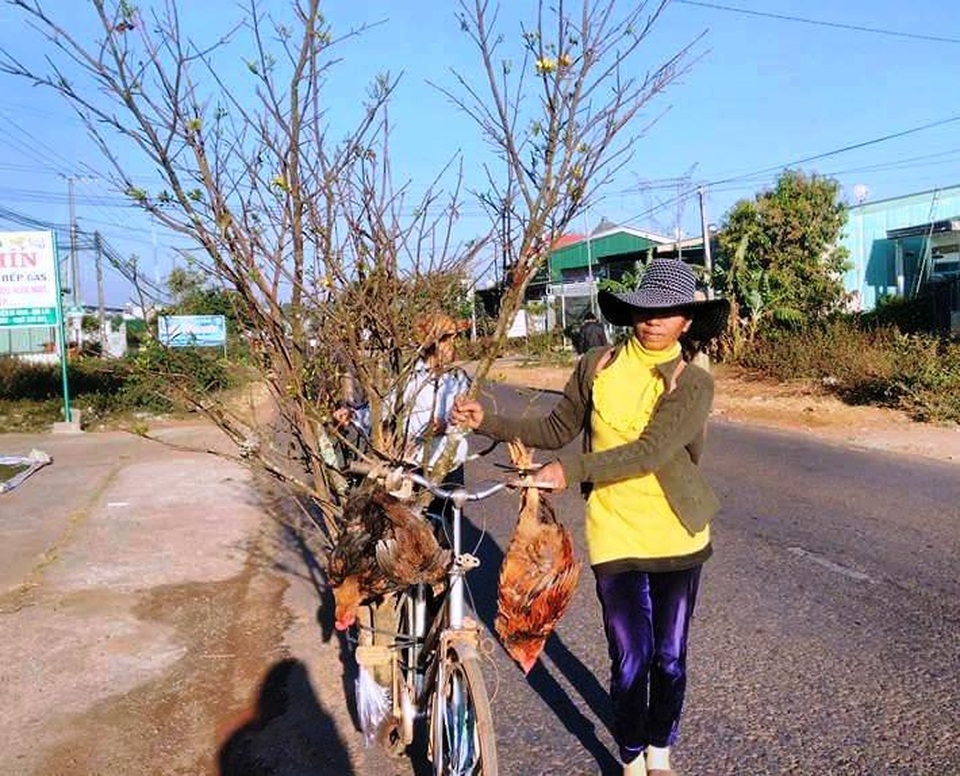 
Nhiều bà con đưa mai rừng ra bán để kiếm tiền tiêu tết
