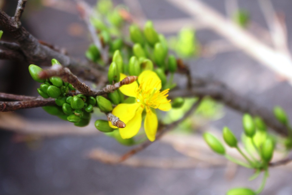 
Mai rừng “nhuộm vàng” đường phố
