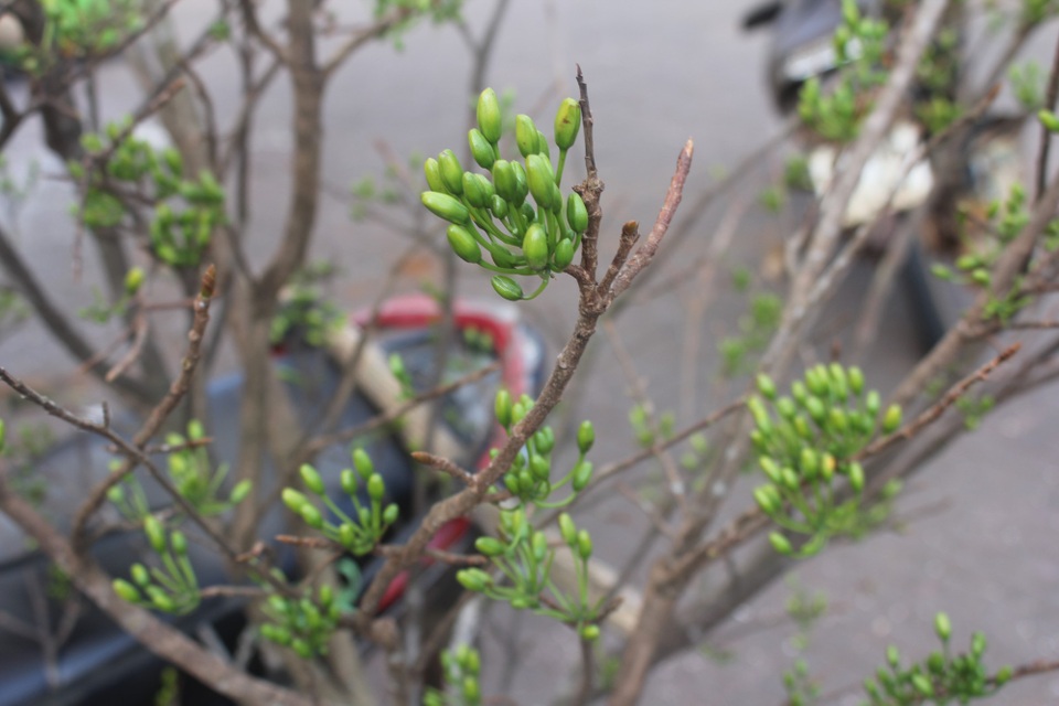 Mai rừng “nhuộm vàng” đường phố - 10