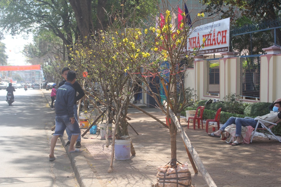 
Giá mai rừng năm nay dao động từ 1 triệu-2 triệu đồng/gốc
