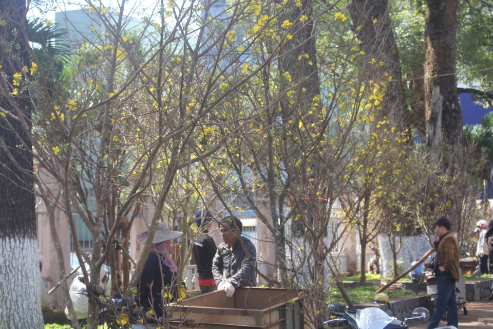 Mai rừng “nhuộm vàng” đường phố - 8