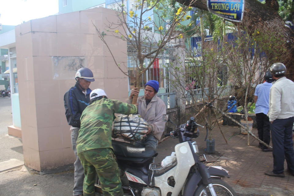 Anh Long đã mua gốc mai có giá hơn 1 triệu đồng để đem về nhà chưng tết