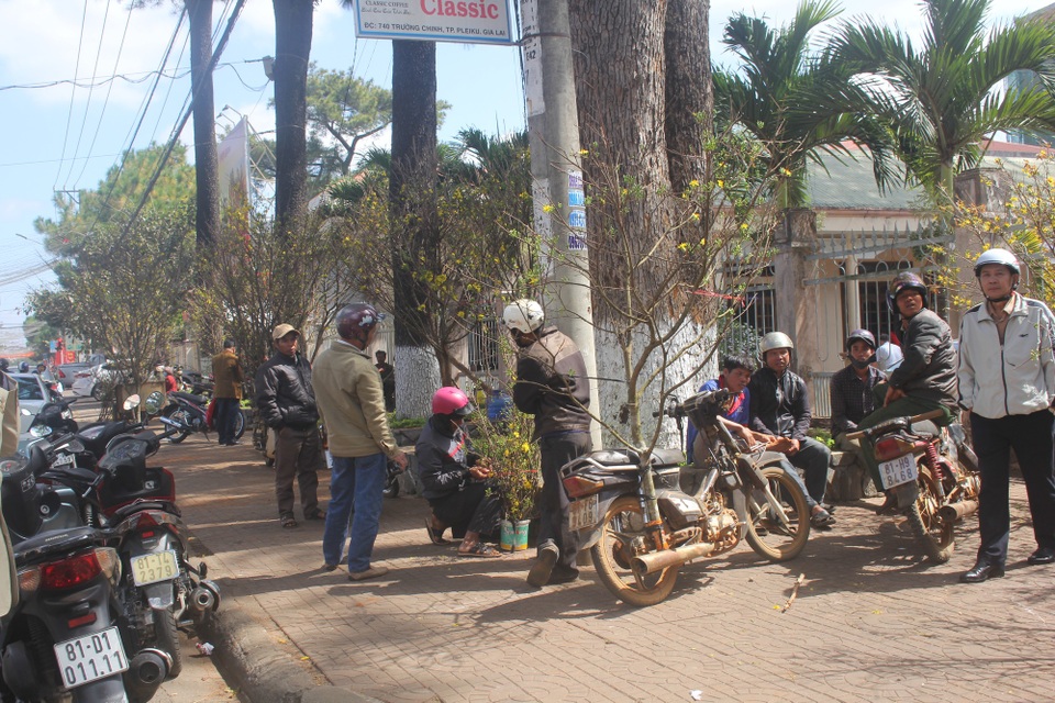 Mai rừng “nhuộm vàng” đường phố - 9