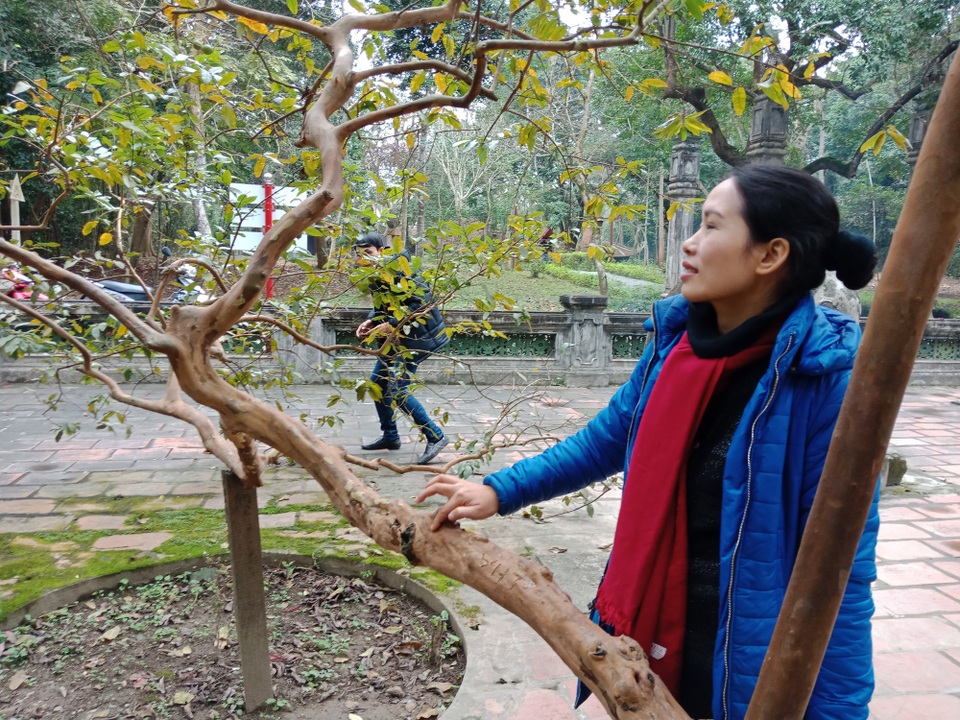 “Cụ” ổi biết cười “độc nhất vô nhị” ở Việt Nam - 3 Chỉ cần gãi nhẹ vào thân là toàn bộ cây rung lên như đang cười với du khách