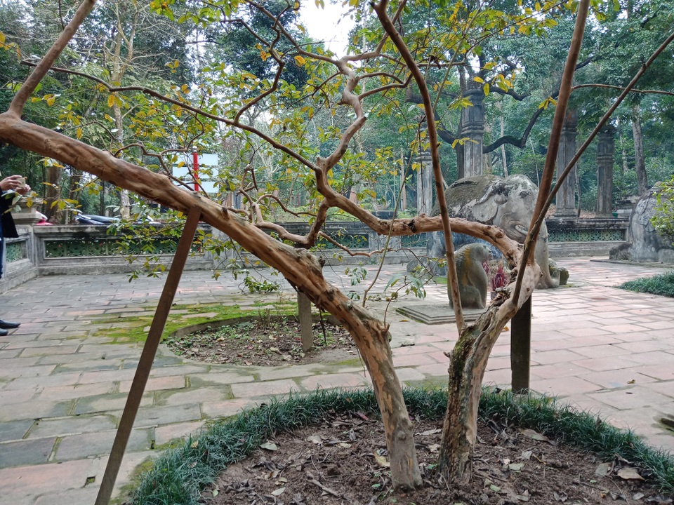 “Cụ” ổi biết cười “độc nhất vô nhị” ở Việt Nam - 1 Cụ ổi có dáng huyền, mang thế rồng