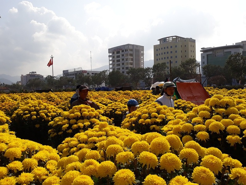 Chợ hoa Tết chiều 29, cúc, đào vẫn ế vì đâu? - 1 Theo ghi nhận, chợ hoa Tết ở Quy Nhơn (Bình Định) ít hơn năm ngoái nhưng sức mua vẫn chậm.