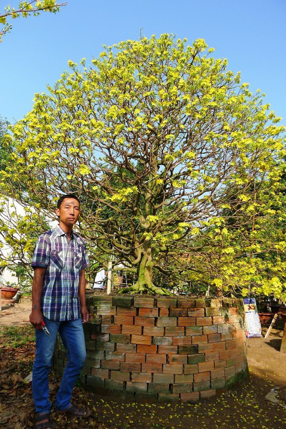 “Hoa mắt” trước cây mai vàng hình nấm được cắt tỉa gần 40 năm - 10 Anh Tuấn đang rao bán cây mai với giá 900 triệu đồng