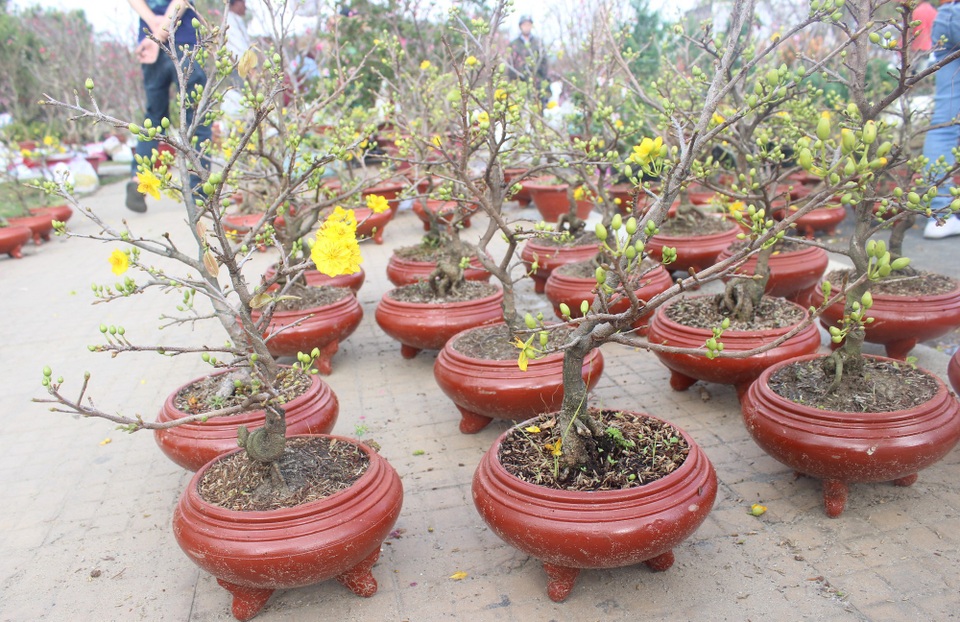 Mai vàng lùn, hoa kiểng mini "đổ bộ" Đà Lạt, hút hàng ngày cận Tết - 1 Mai vàng lùn đổ bộ khá nhiều tại Đà Lạt thu hút nhiều khách hàng mua về chơi Tết