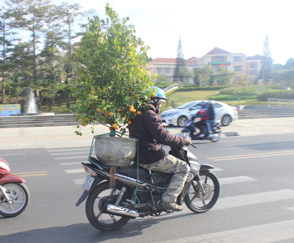 Mai vàng lùn, hoa kiểng mini "đổ bộ" Đà Lạt, hút hàng ngày cận Tết - 8 Một người đan ông đang hối hả chở xuân về nhà