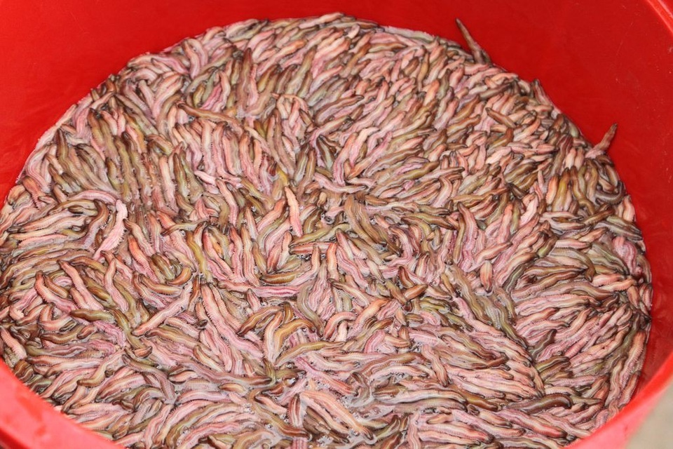 Về xứ Đông ăn rươi An Định, ăn bánh “tam vương” - 1