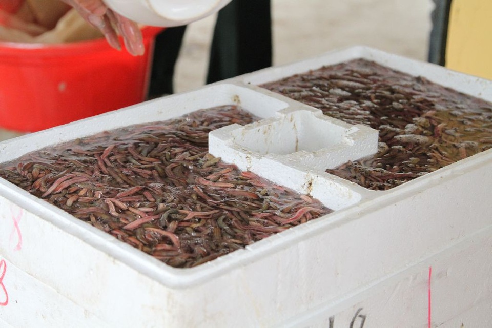 Về xứ Đông ăn rươi An Định, ăn bánh “tam vương” - 2