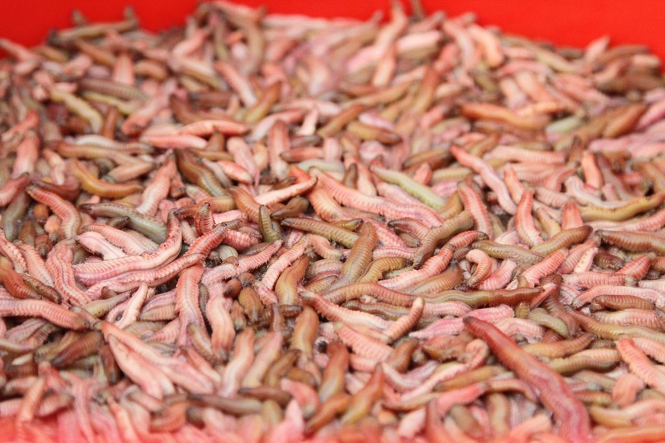 Về xứ Đông ăn rươi An Định, ăn bánh “tam vương” - 3