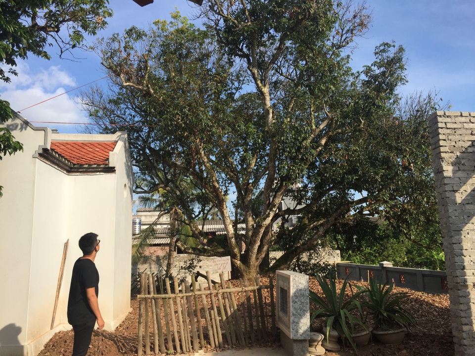 Về xứ Đông ăn rươi An Định, ăn bánh “tam vương” - 5