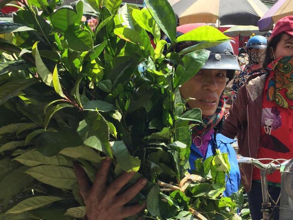 Mua bó chè tươi để nấu nước cúng chiều 30 Tết