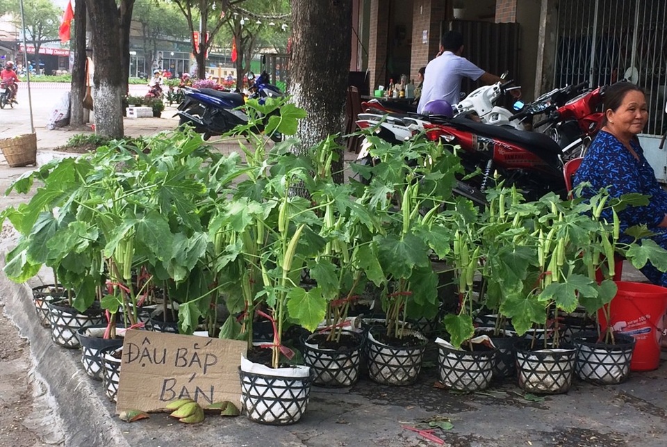 30 Tết, hoa bắp cải, ớt, đậu cảnh... ế ngập phố - 5 Năm nay, chợ hoa xuân còn xuất hiện thêm đậu bắp kiểng