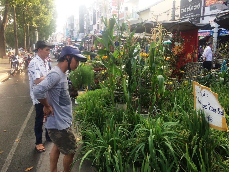 30 Tết, hoa bắp cải, ớt, đậu cảnh... ế ngập phố - 4 Theo anh Bình - chủ kiểng lúa cho biết, tính đến hết ngày hôm qua anh mới bán được 1/3 số chậu lúa