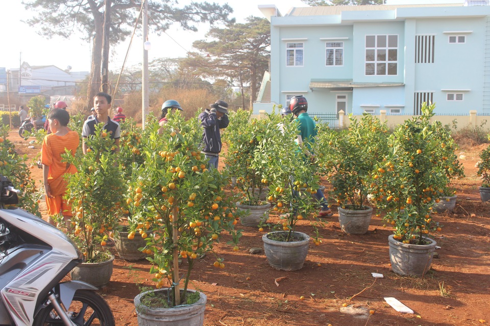 Gia Lai: Các thương lái buôn hoa đều có lãi - 3 Lượng quất trên TP.Pleiku gần như đã bán hết