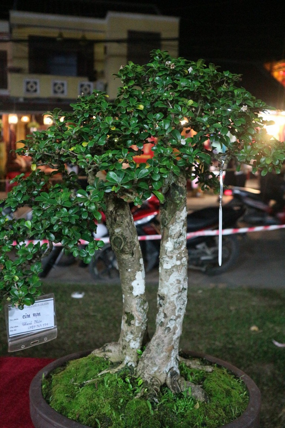 Pháo hoa bừng sáng, người dân cả nước nao nức mừng năm mới - 59 Ngày hội sinh vật cảnh với nhiều chậu cảnh lạ mắt, kỳ công… được nhiều người dân quan tâm, thưởng lãm
