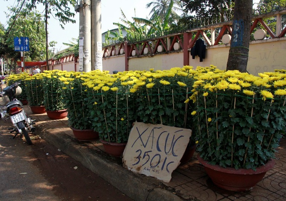 Hoa cúc được treo bảng xả hàng