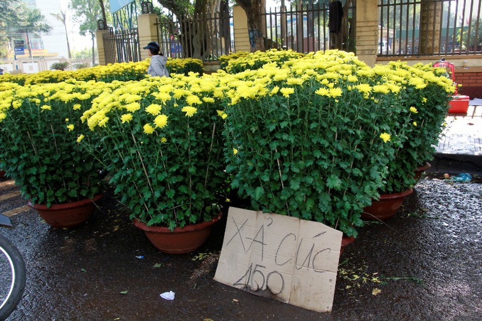 Hoa cảnh đại hạ giá chiều 30 Tết vẫn... ế - 3