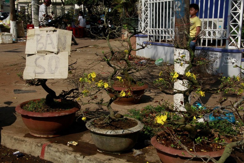 
Hoa mai được bán xổ
