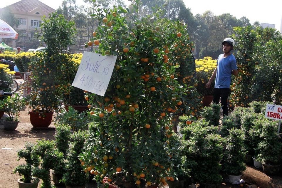 Hoa cảnh đại hạ giá chiều 30 Tết vẫn... ế - 9