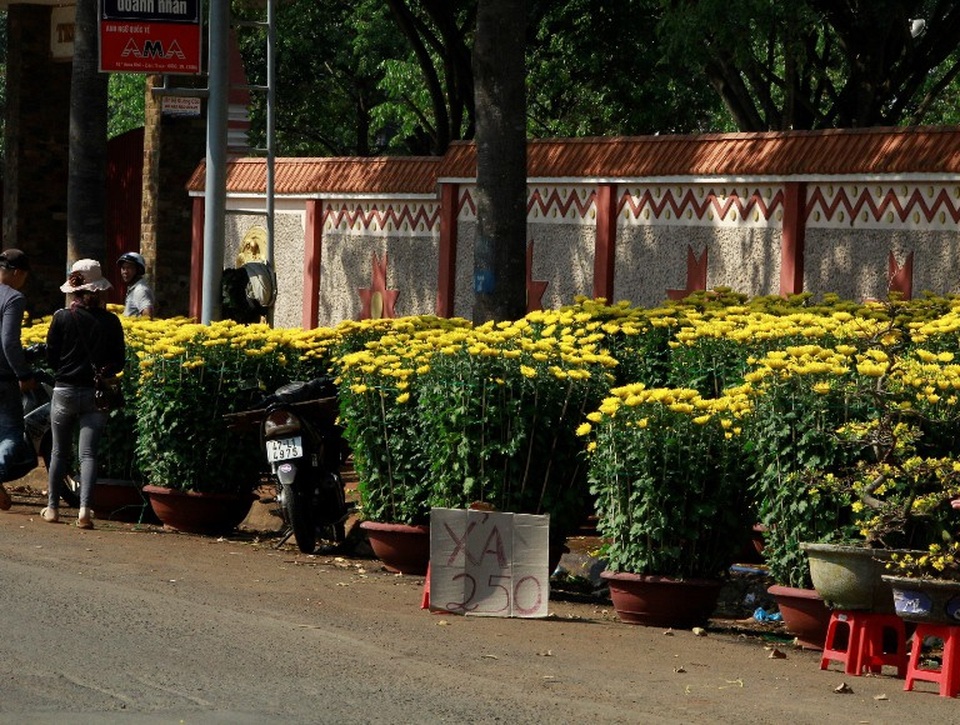 Hoa cảnh đại hạ giá chiều 30 Tết vẫn... ế - 4