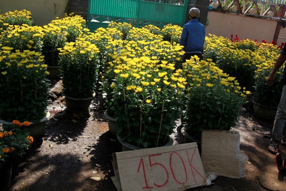 Hoa cảnh đại hạ giá chiều 30 Tết vẫn... ế - 5