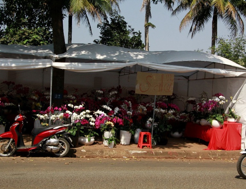Quầy hoa lan khá ế ẩm dù đã được treo bảng sale