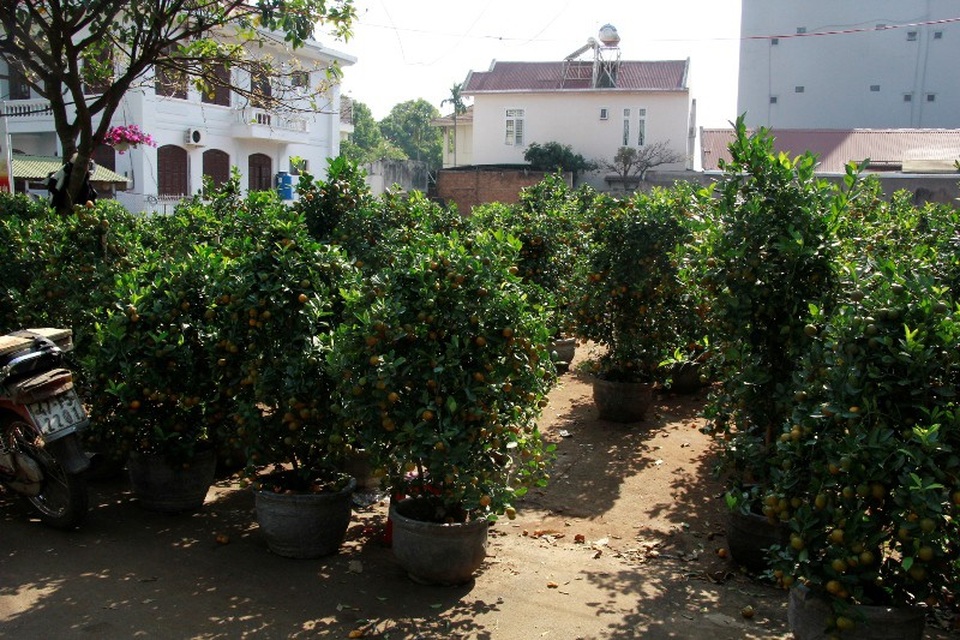 Hoa cảnh đại hạ giá chiều 30 Tết vẫn... ế - 10