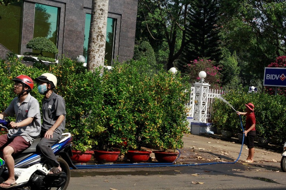 Còn hàng trăm chậu quất cảnh vẫn chưa bán được