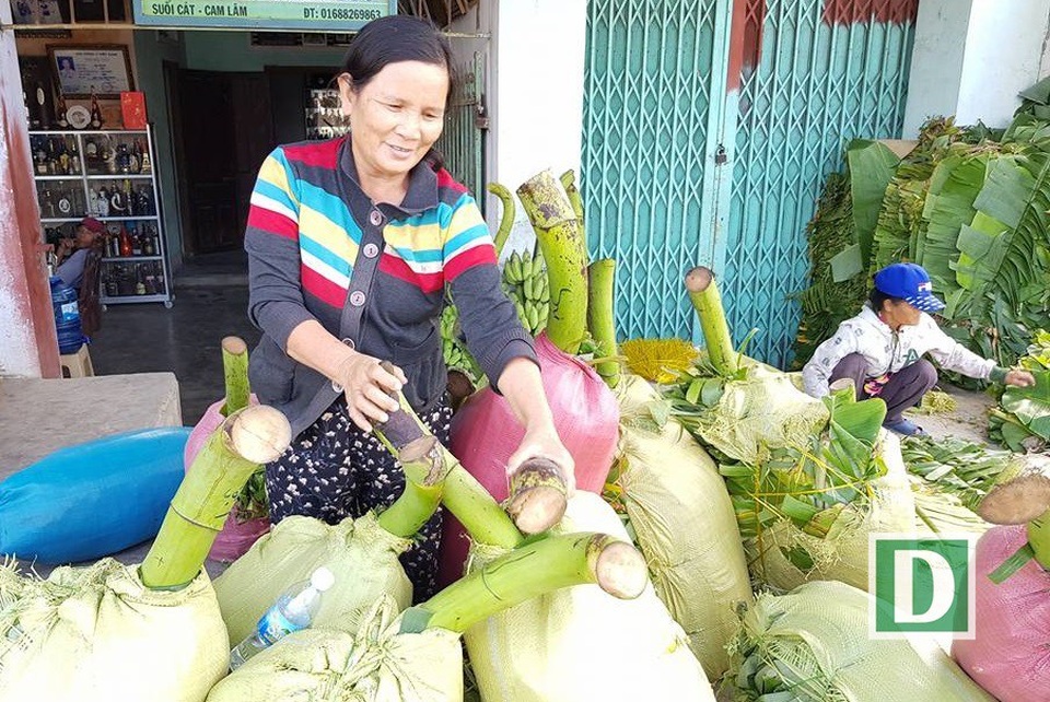 Phiên chợ chuối chỉ họp vào dịp Tết, lớn nhất Nam Trung Bộ - 4 Chuối vùng này được các thương lái thu mua và đưa đi các tỉnh bắc miền Trung tiêu thụ, bán Tết