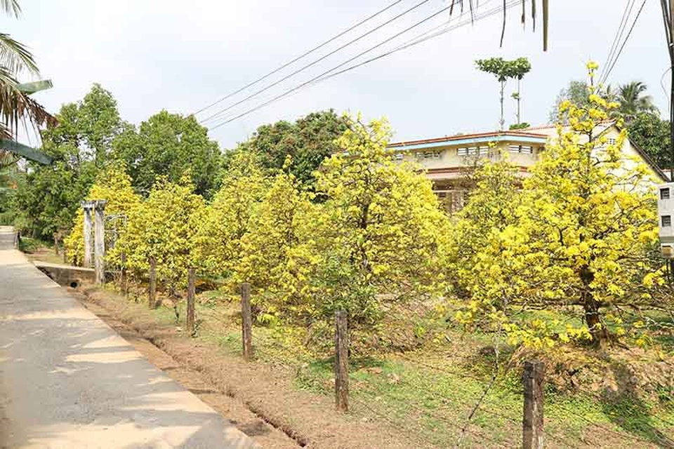 Chiêm ngưỡng những cụ mai tiền tỷ ở Vĩnh Long - 1 Vườn mai vàng rực làm sáng cả một con đường quê ở Vĩnh Long