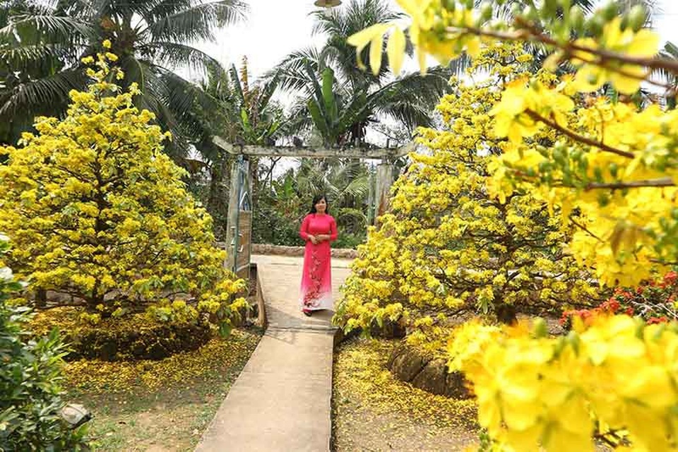 Chiêm ngưỡng những cụ mai tiền tỷ ở Vĩnh Long - 2 Những cô gái thướt tha áo dài cùng khoe sắc dưới vườn mai trong nắng xuân