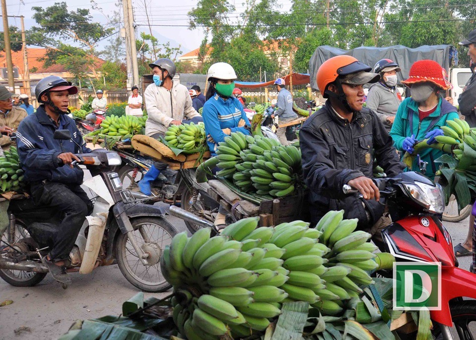 Phiên chợ chuối chỉ họp vào dịp Tết, lớn nhất Nam Trung Bộ - 3 Chuối Suối Cát là chuối mốc hay còn gọi là chuối sứ - nổi tiếng ở vùng duyên hải Nam Trung Bộ