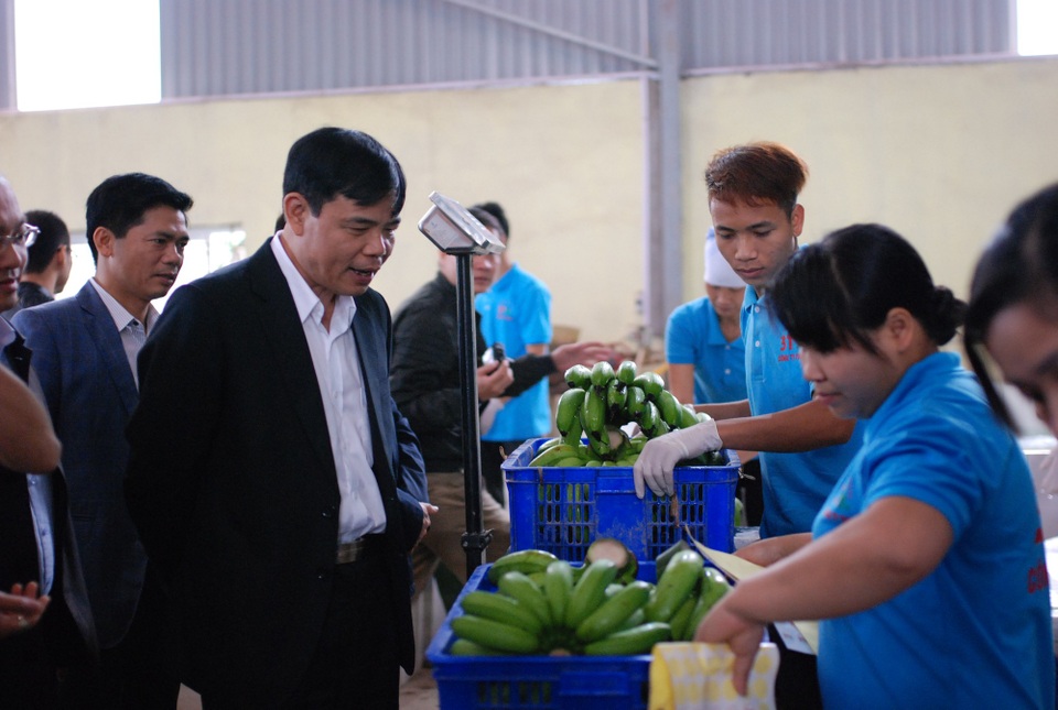 Bộ trưởng Bộ Nông nghiệp: “Thiên tai khốc liệt, chúng ta vẫn vượt khó đi lên” - 2 Bộ trưởng Nguyễn Xuân Cường thăm một cơ sở xuất khẩu chuối tại tỉnh Hưng Yên.