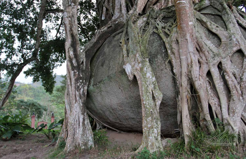 Khối đá hoa cương thứ 2 phía dưới nằm trọn bên trong thân cây sanh