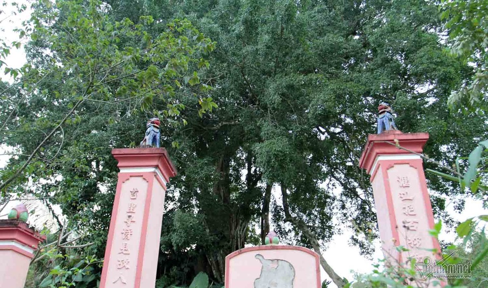 Sau khi được công nhận là cây di sản năm 2015, quanh cây sanh được xây bờ rào