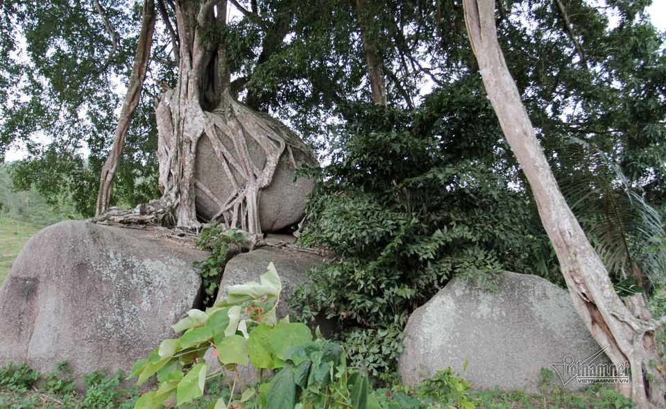 Cây có các nhú cây từ trên cao đâm xuống đất, tạo nên thế đứng vững chắc