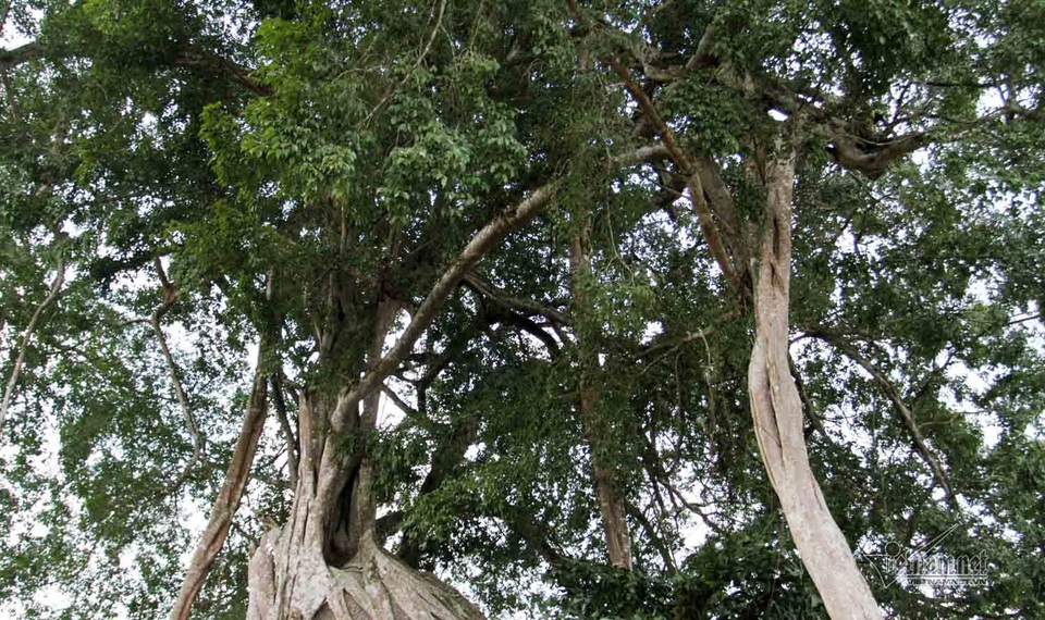 Cây sanh vẫn là sự bí ẩn ở Nghệ An