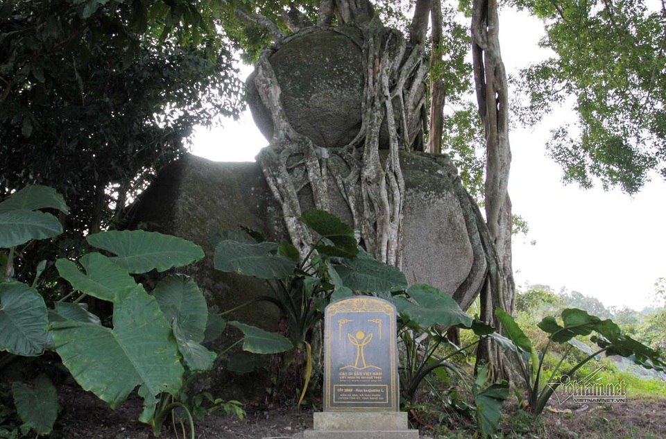 Công nhận đây là cây di sản Việt Nam