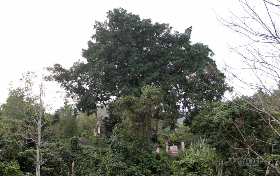 Cây sanh độc nhất vô nhị ở Nghệ An nhìn từ xa - Ảnh: Q.Huy
